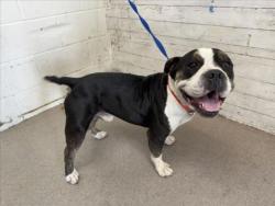 Shelter Stray Male Dog last seen Near BLOCK W 27TH, 333 Chandler Pl, San Bernardino, CA 92408, USA
