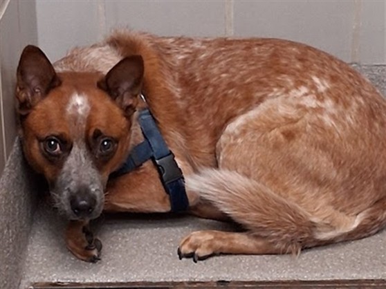 Shelter Stray Male Dog last seen Near BLOCK BOULDER HWY, LAS VEGAS NV 89122, 655 N Mojave Rd, Las Vegas, NV 89101, USA