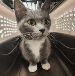 Shelter Stray Female Cat last seen Near BLOCK S QUEBEC WAY, DENVER CO 80231, 2080 S Quebec St, Denver, CO 80231, USA