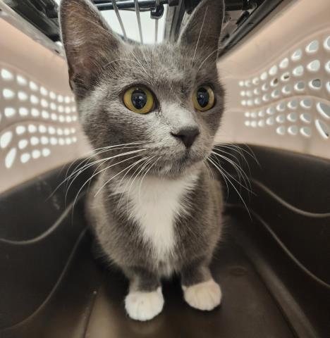 Shelter Stray Female Cat last seen Near BLOCK S QUEBEC WAY, DENVER CO 80231, 2080 S Quebec St, Denver, CO 80231, USA
