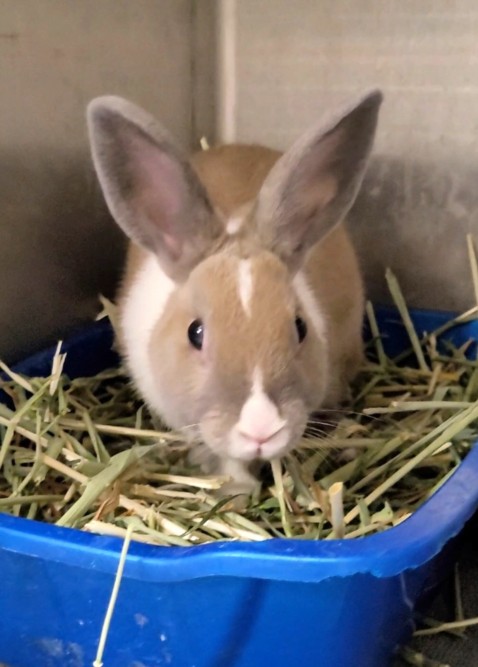 Shelter Stray Female Other last seen , 11361 W Pico Blvd, Los Angeles, CA 90064, USA