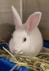 Shelter Stray Male Other last seen , 11361 W Pico Blvd, Los Angeles, CA 90064, USA