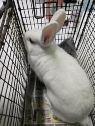Shelter Stray Female Other last seen , 11361 W Pico Blvd, Los Angeles, CA 90064, USA