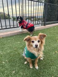 Lost Male Dog last seen Fenton street, Los Angeles, CA 91342
