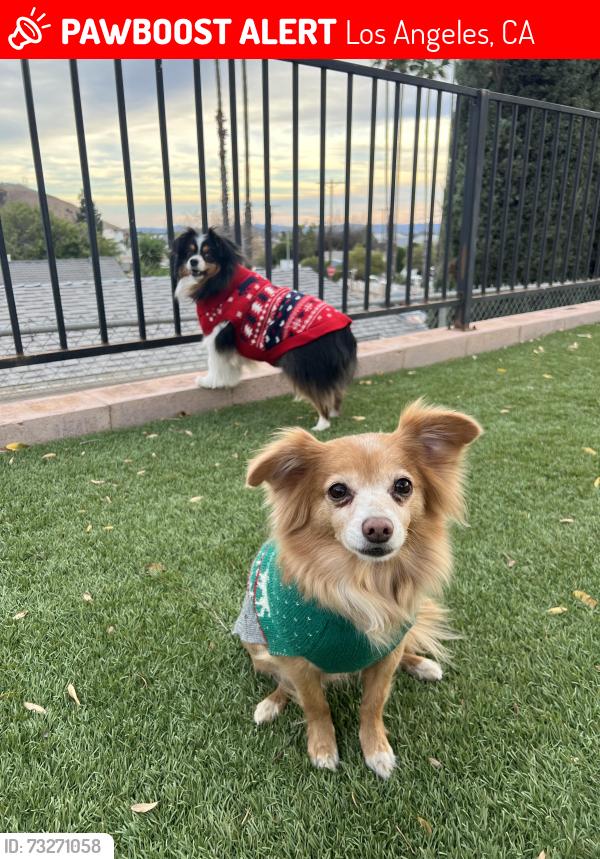 Lost Male Dog last seen Fenton street, Los Angeles, CA 91342