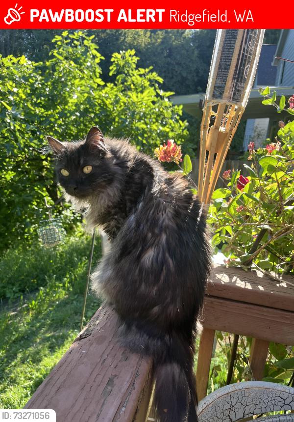 Lost Male Cat last seen He was seen on the cameras in front of our address at 11PM, Ridgefield, WA 98642