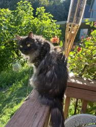 Lost Male Cat last seen He was seen on the cameras in front of our address at 11PM, Ridgefield, WA 98642
