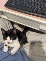 Lost Male Cat last seen Saint-malo, Montréal, QC H9C 2P4