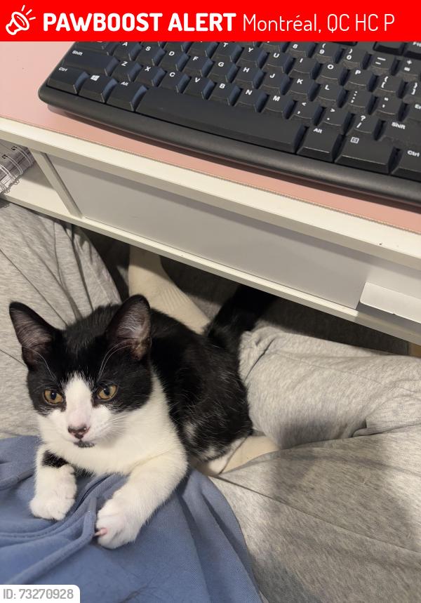 Lost Male Cat last seen Saint-malo, Montréal, QC H9C 2P4