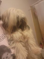 Found/Stray Unknown Dog last seen Found close to Goodwill. Between country club and southern/ extension and southern, Maricopa County, AZ 85338