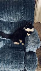 Lost Male Cat last seen Beaver Lake Road/Jim Bailey Road, Kelowna, BC V4V 1S5