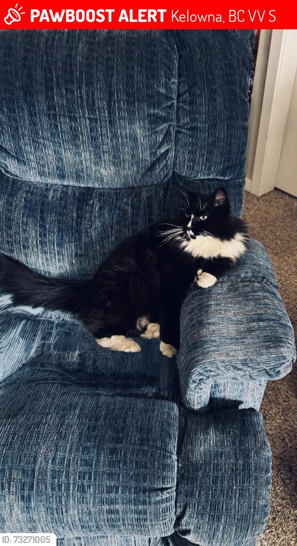 Lost Male Cat last seen Beaver Lake Road/Jim Bailey Road, Kelowna, BC V4V 1S5