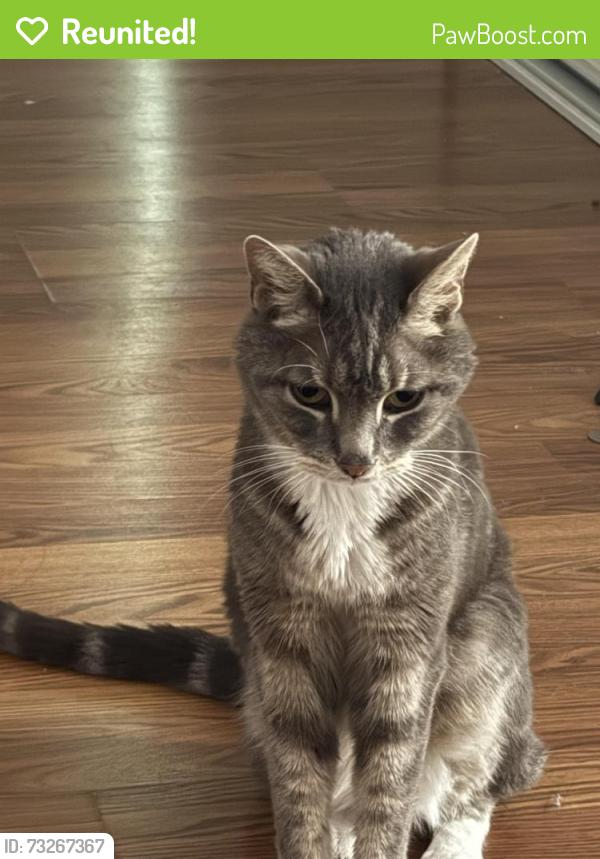 Reunited Male Cat last seen Cathwood and Pawnee By Target, Alameda, CA 94501