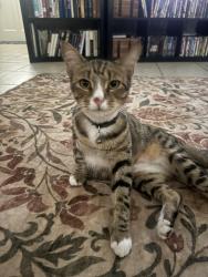 Lost Male Cat last seen Near w gardenia drive, Citrus Springs, FL 34434