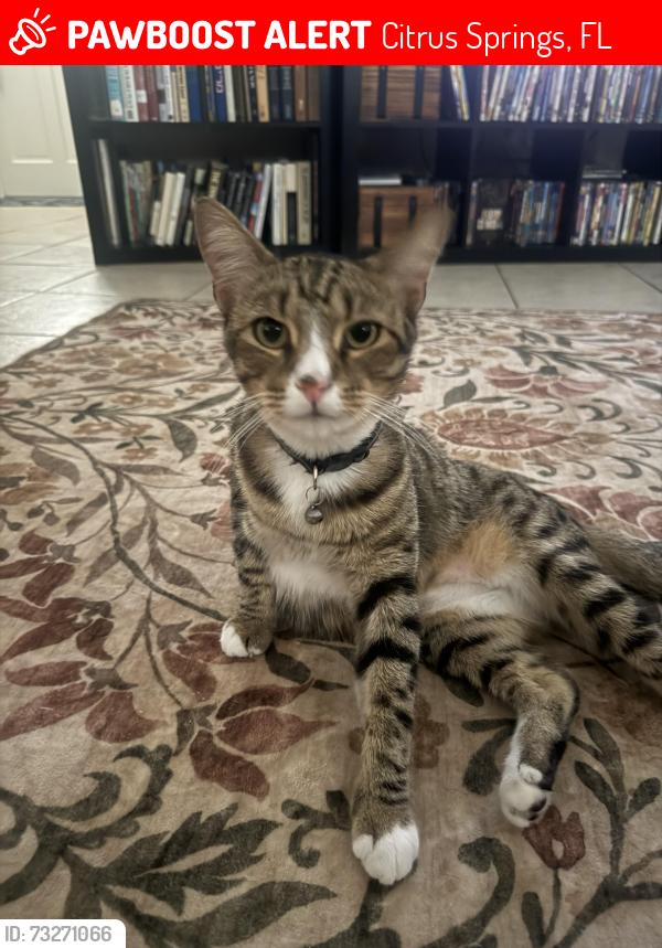 Lost Male Cat last seen Near w gardenia drive, Citrus Springs, FL 34434