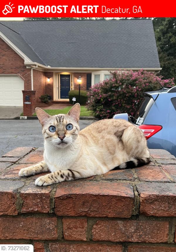 Lost Male Cat last seen Melrose Ave and Devonshire Ave, Decatur, GA 30030