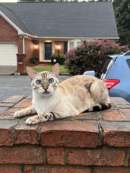 Lost Male Cat last seen Melrose Ave and Devonshire Ave, Decatur, GA 30030