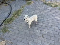 Found/Stray Male Dog last seen 43rd ave, Los Angeles, CA 90042