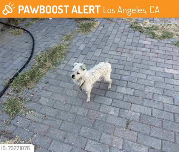 Found/Stray Male Dog last seen 43rd ave, Los Angeles, CA 90042