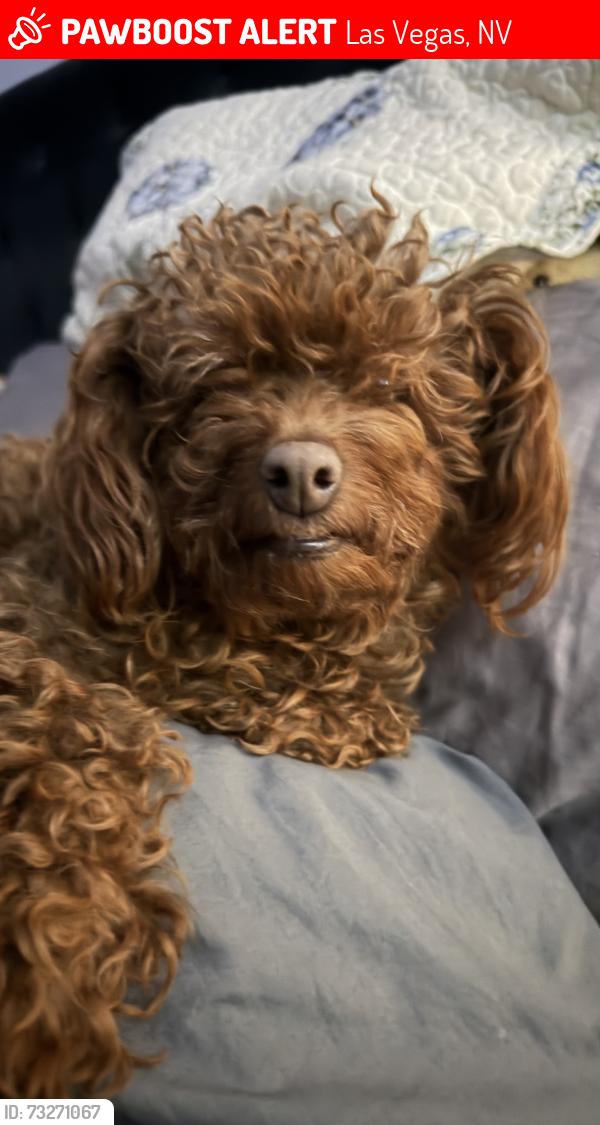 Lost Female Dog last seen ., Winchester, NV 89169