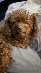 Lost Female Dog last seen ., Winchester, NV 89169