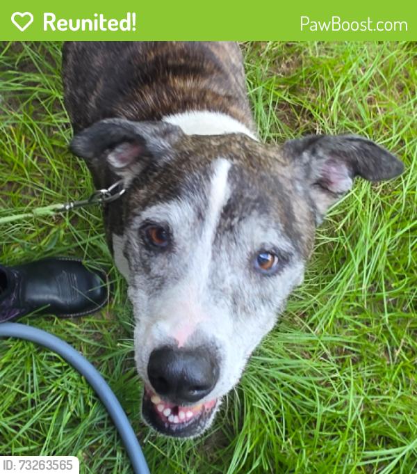Reunited Female Dog last seen i-295 S bound, near Herlong Rd overpass, Jacksonville, FL 32221