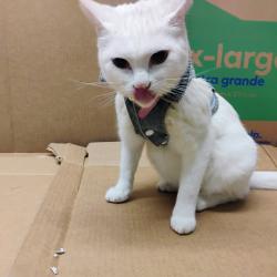Lost Female Cat last seen The Old Shari's, Bremerton, WA 98310