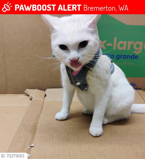 Lost Female Cat last seen The Old Shari's, Bremerton, WA 98310