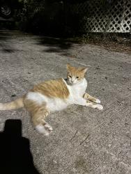 Reunited Male Cat last seen Greenwood St and Sunnyside Ct, Orlando, FL 32803