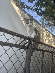 Lost Male Cat last seen Fulton street, Tremont ave, Brentwood, NY 11717