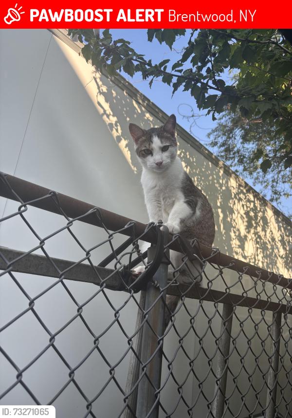 Lost Male Cat last seen Fulton street, Tremont ave, Brentwood, NY 11717