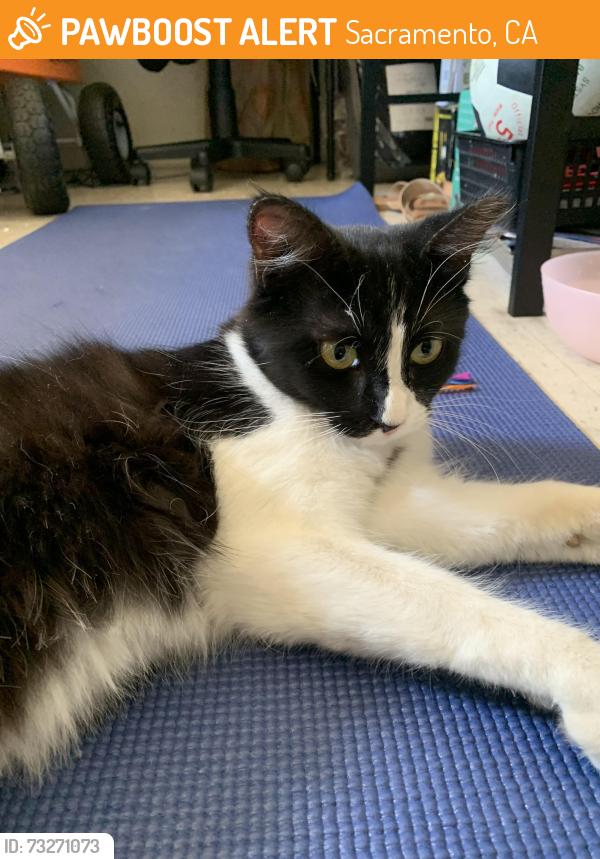 Found/Stray Female Cat last seen Las Palmas Ave & Grove Aveune, Sacramento, CA 95815