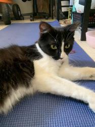 Found/Stray Female Cat last seen Las Palmas Ave & Grove Aveune, Sacramento, CA 95815