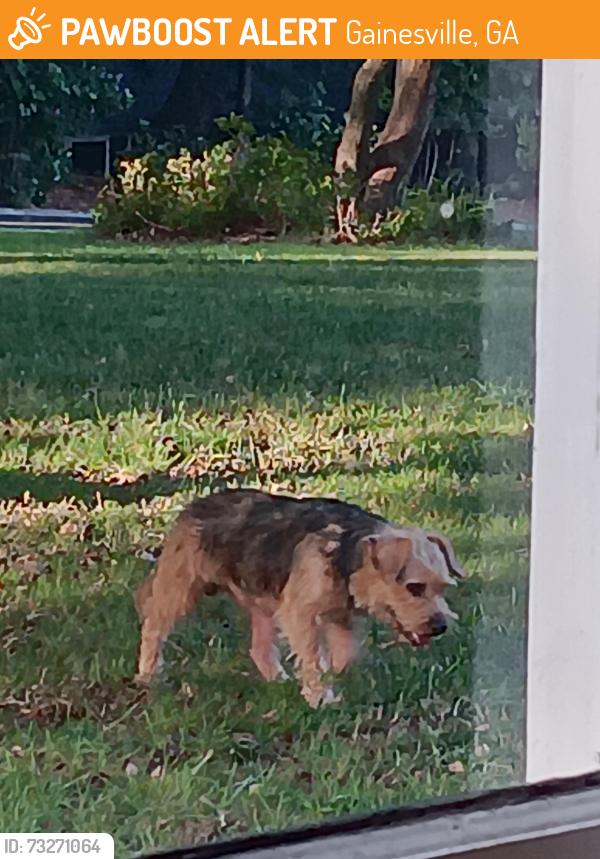 Found/Stray Male Dog last seen Near Chestatie Road and Piedmont Gainesville, Gainesville, GA 30501