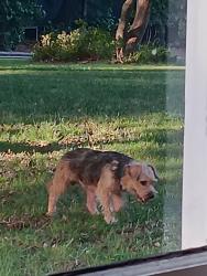 Found/Stray Male Dog last seen Near Chestatie Road and Piedmont Gainesville, Gainesville, GA 30501