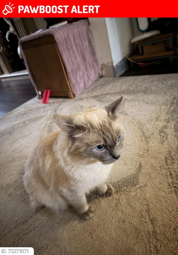 Lost Male Cat last seen Newlands street hedges, Stoke-on-Trent, England 