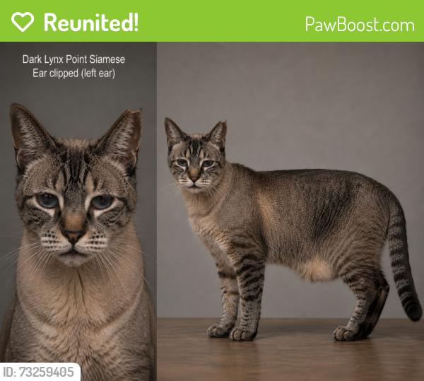 Reunited Male Cat last seen Hickory Street, Oakland, CA 94602