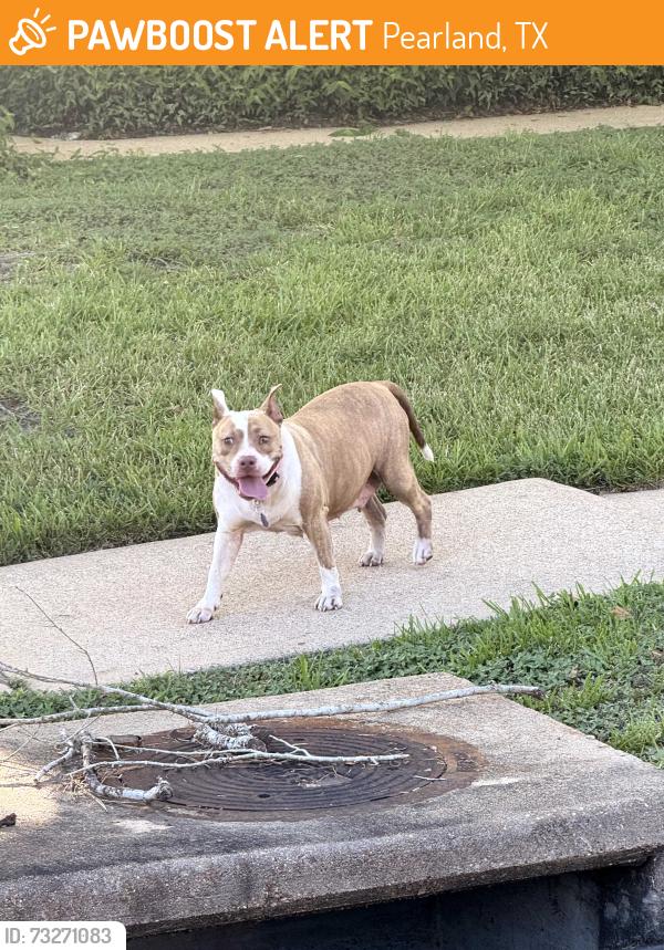 Found/Stray Unknown Dog last seen Glenhill Dr and Matilde, Pearland, TX 77584