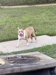 Found/Stray Unknown Dog last seen Glenhill Dr and Matilde, Pearland, TX 77584