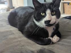 Lost Male Cat last seen Near Crockett Ct. Fontana, Fontana, CA 92336