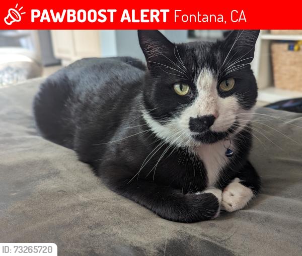 Lost Male Cat last seen Near Crockett Ct. Fontana, Fontana, CA 92336