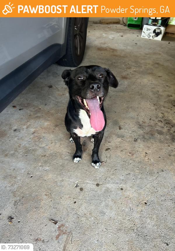 Found/Stray Male Dog last seen Fire department, Powder Springs, GA 30127