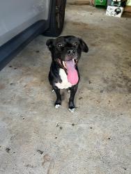 Found/Stray Male Dog last seen Fire department, Powder Springs, GA 30127