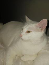 Lost Male Cat last seen S Kilbourne & Hickory Street, Columbia, SC 29205