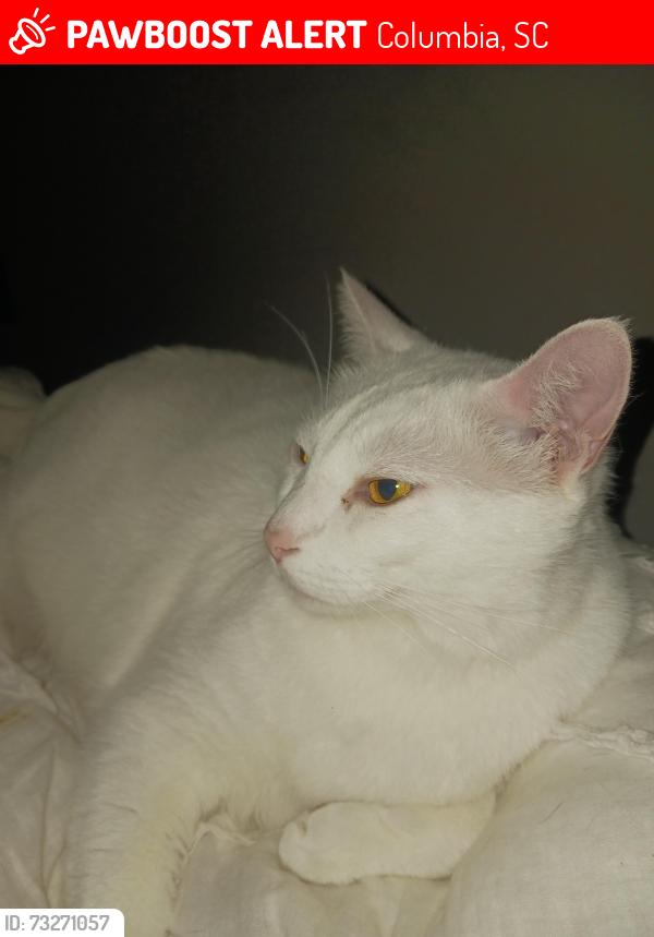 Lost Male Cat last seen S Kilbourne & Hickory Street, Columbia, SC 29205