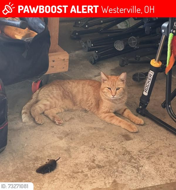 Lost Male Cat last seen Fancher and gorsuch rd, Westerville, OH 43082
