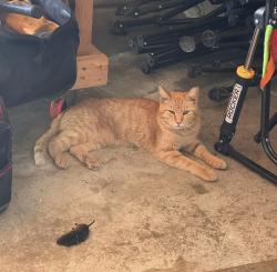 Lost Male Cat last seen Fancher and gorsuch rd, Westerville, OH 43082