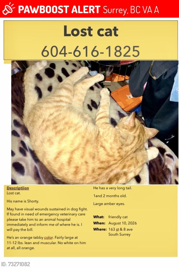 Lost Male Cat last seen Near st & 8 ave, Surrey, BC V4A 1A3