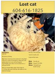 Lost Male Cat last seen Near st & 8 ave, Surrey, BC V4A 1A3