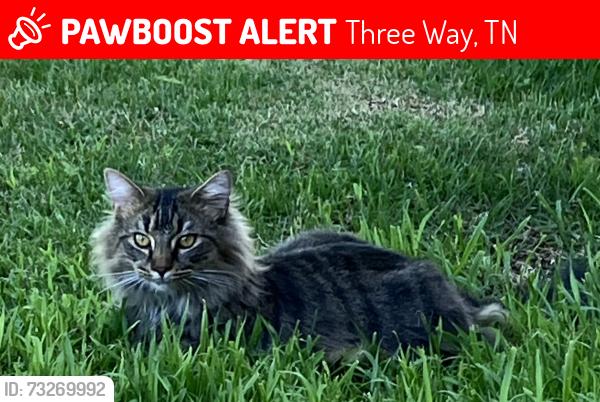 Lost Male Cat last seen Augusta Dr., Three Way, TN 38343